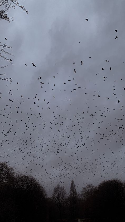 Are you afraid of crows? When they circle the sky like a huge cloud and emit an ominous croak at the beginning of a storm, it is unsettling but insanely mesmerizing. Unsettling Wallpaper, Ominous Background, Ominous Aesthetic, Quinn Core, Unsettling Aesthetic, Evelyn Core, The Other Boleyn Girl, Sunset Quotes Instagram, Dark Landscape