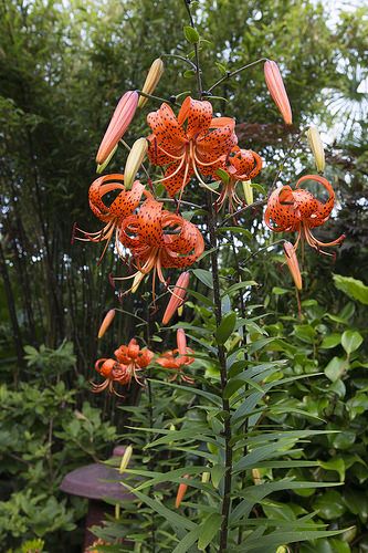 Turk's Cap Tiger Lilies in the middle garden White Lily Flower Aesthetic, Tiger Lily Plant, Wild Tiger Lily, Four Seasons Garden, Tiger Lily Flowers, Lily Flower Tattoos, White Lily Flower, Tiger Lilies, Lily Garden