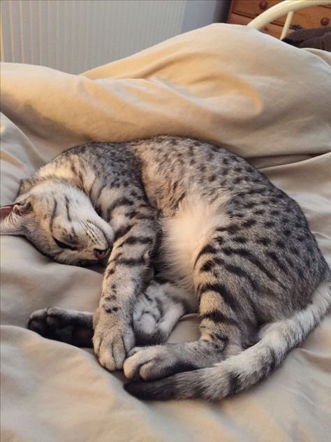 Silver Egyptian Mau, Egyptian Mau Cat Aesthetic, Egyptian Mau Kitten, Egyptian Mau Cat, Biggest House, Mau Cat, Big House Cats, Egyptian Mau, Dream's Cat