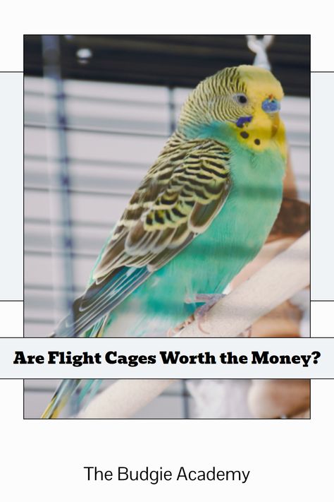 The term gets thrown around a lot, but what exactly is a flight cage? And do your parrots need one? Get the facts here. Parakeet Care, Budgie Cage, Flight Cage, Budgie Parakeet, What Is A Bird, Parakeets, The Money, Parrot, Flight