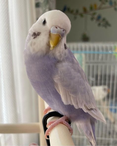 Cute Birds Aesthetic, Cute Pet Birds, Bird Pet Aesthetic, Pet Bird Aesthetic, Budgie Aesthetic, Purple Budgie, Cute Budgies, Yin And Yang Cats, Cute Parakeet