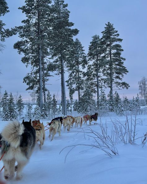 Winterwunderland❄️🐾 #huskyfarm #husky #winter #snow #lapland #sweden #vacation #inspiration #northernlights #trail Lapland Sweden, Sweden Winter, Sweden Vacation, Winter Aesthetics, Lapland Finland, Sweden Travel, Vacation Inspiration, Nordic Countries, February 3