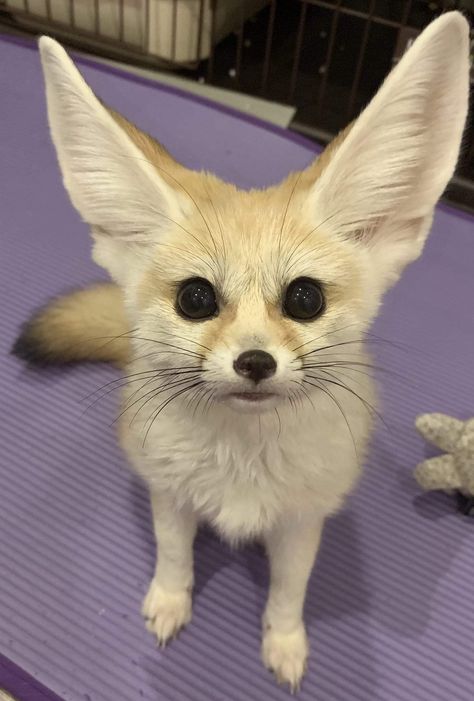 Cute Fennec, Fox Couple, Fox Bat, Fennec Fox, At Peace, More Love, White Fox, Fox, On Twitter