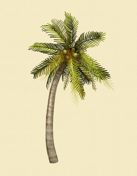 Palmtrees Illustration, Coconut Tree Drawing, Palm Tree Coconut, Palm Tree Illustration, Botanical Studies, Palm Tree Drawing, Advertisement Illustration, Palm Tree Vector, Coconuts Beach