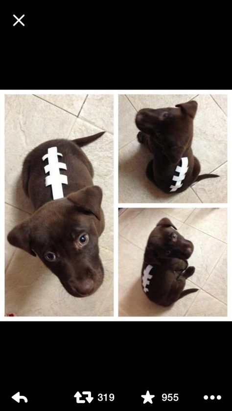 Chocolate lab Halloween costume Diy Pet Costumes, Costumes For Dogs, Cute Dog Costumes, Puppy Costume, Dog Football, Pet Halloween Costumes, Dog Halloween Costumes, Fantasias Halloween, Chocolate Lab