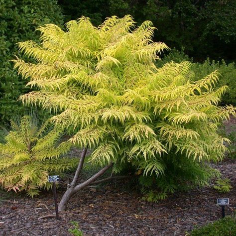 12 Great Plants for Mid-Century Modern Homes in Minnesota Mid Century Landscaping Front Yard, Mid Century Modern Landscape Front Yard, Tiger Eye Sumac, Tiger Eyes Sumac, Midcentury Modern Landscaping, Modern Landscaping Front Yard, Mid Century Modern Landscaping, Rhus Typhina, Mid Century Modern Garden