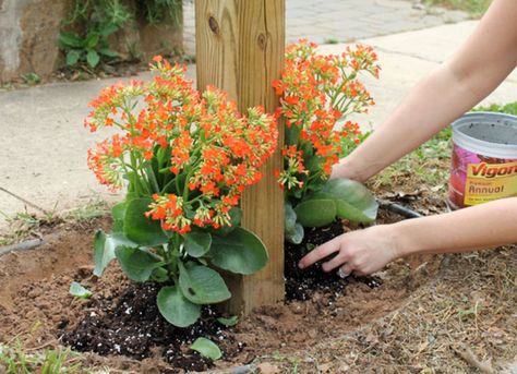 Mailbox landscaping Winterizing Garden, Mailbox Plants, Mailbox Flowers, Mailbox Garden, Mailbox Landscaping, Diy Mailbox, Cheap Landscaping Ideas, Mailbox Decor, Bloom Where Youre Planted