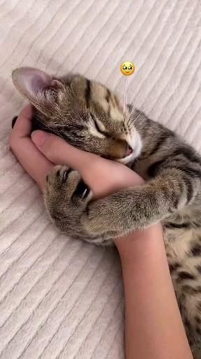 Clingy Cat, Regnul Animal, Image Chat, Cat Parenting, Cute Cats And Kittens, Cute Animal Videos, Funny Cute Cats, Cute Cats And Dogs