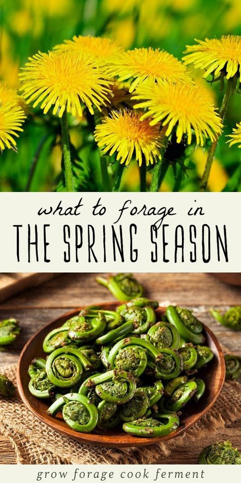 Spring is a great time for foraging! Learn what to forage in spring with this list of 20 edible and medicinal plants and fungi. Spring foraging is fun! #foraging #spring #wildcrafting Spring Foraging, Wild Foraging, Herbal Medicine Recipes, Wild Food Foraging, Foraging Recipes, Edible Wild Plants, Foraged Food, Herbal Plants, Herbal Recipes