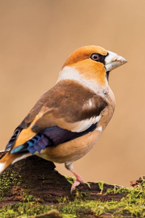 Uncover the secrets of the Hawfinch, a shy and elusive finch with a powerful bill. Learn about its diet, habitat, and tips for spotting one in the wild. Hawfinch, Bird Facts, Pale Orange, British Countryside, Song Bird, In The Wild, Mother Nature, The Wild, Habitat