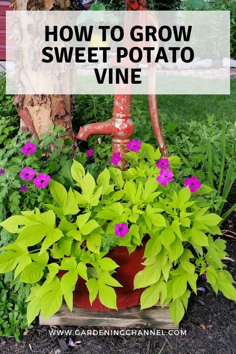 Learn how to grow sweet potato vine. Choose from a variety of colors ranging from neon green to black to pink or purple. #gardeningchannel #containergardening #gardening Purple Sweet Potato Vine Planters, Potato Vines In Pots, Sweet Potato Plants In Pots, Potatoe Plant, Grow Sweet Potato Vine, Sweet Potato Vine Planter, Sweet Potato Plant Vine, Potato Vine Planters, Fast Growing Vines