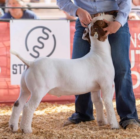 Showing Goats In 4h, Show Goats Tips, Bore Goats, Ffa Outfits, Boar Goats, Goat Tips, Goat Showmanship, Goat Showing, 4h Goats