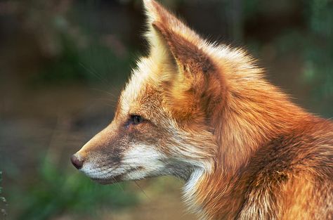 Fox Side Profile, Fox Profile, Profile Drawing, Side Profile, Draw On Photos, Red Fox, Drawing Reference, Wall Art Home, Art Home Decor