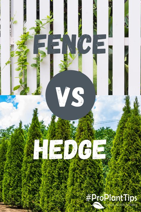 Fence VS hedge. You decide! Follow the link to learn all of the benefits of using hedges as a "fence" rather than hardscape fencing! #arborvitaelandscapingprivacyhedge #arborvitaeprivacyfence #arborvitaelandscaping #arborvitaeprivacyfence #arborvitaetree #arborvitaeshrubs #arborvitaeshrubslandscaping #privacyscreen #privacyscreenoutdoor #privacyplants Arborvitae Landscaping, Best Trees For Privacy, Shrubs For Privacy, Arborvitae Tree, Privacy Hedge, Privacy Trees, Privacy Plants, Front Fence, Privacy Fences