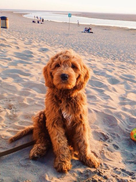 Dog Breeds Labrador, Cute Dog On Beach, Dogs Golden Doodles, Cute Labradoodle Puppies, Golden Labradoodle Puppy, Golden Doodles Puppies, Cute Labradoodles, Cacapoopoo Dog, Dog In Beach