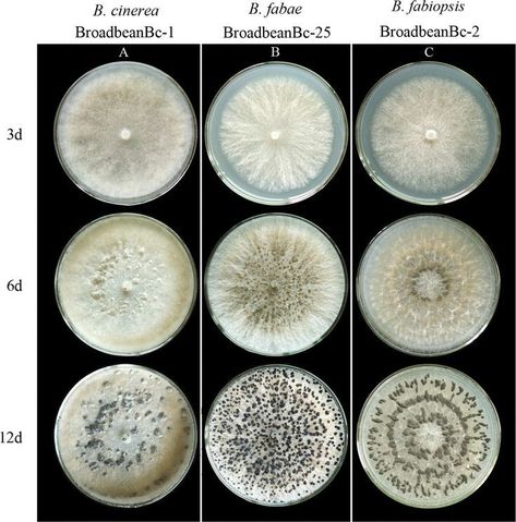 Human Systems, Growth And Decay, Bio Art, Petri Dish, Organic Art, Stream Of Consciousness, Microbiology, Body Colour, Book Cover Design