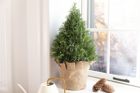 Rosemary Tree Christmas, Rosemary Christmas Tree, Rosemary Tree, Herb Ideas, The Holiday House, Gardening In Containers, Xmas Gift Guide, Growing Rosemary, Christmas Topiary