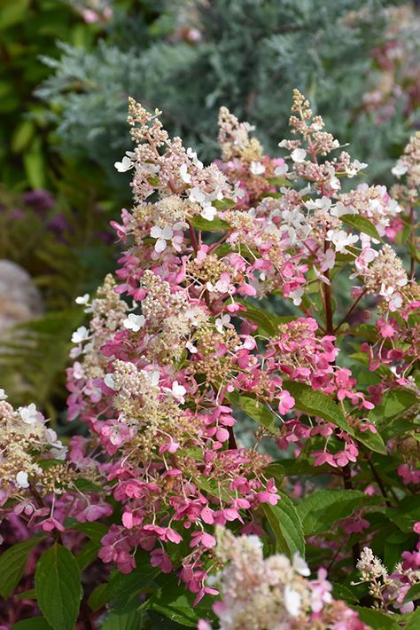 Plant Library - Otten Bros. Garden Center Long Lake, MN Pink Limelight Hydrangea, Firelight Tidbit Hydrangea, Hydrangea Paniculata Pinky Winky, Pink Diamond Hydrangea, Hydrangea Paniculata Limelight, Hydrangea Tree, Orchard Garden, Panicle Hydrangea, Farm Nursery