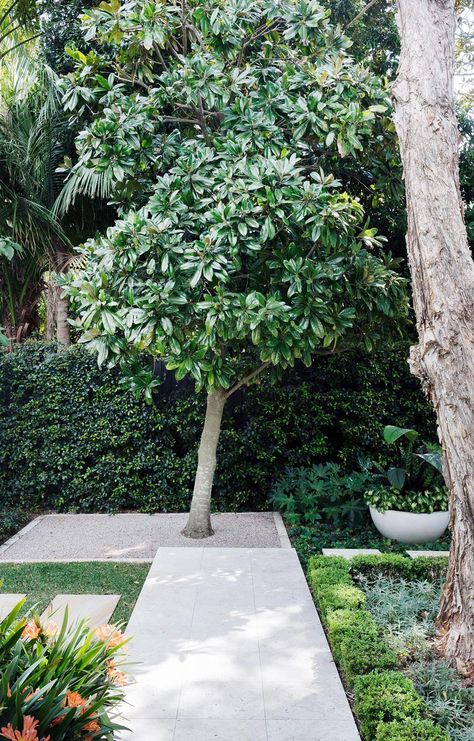 When it comes to adding value to your property, choosing the right trees to plant can make a big difference. Trees such as maples, evergreen or deciduous magnolias and frangipani are likely to add value as they are attractive, easy care and compact. Fast Growing Shade Trees, Small Trees For Garden, Sydney Gardens, Australian Garden Design, Trees For Front Yard, Australian Trees, Backyard Trees, Backyard Shade, Out Magazine