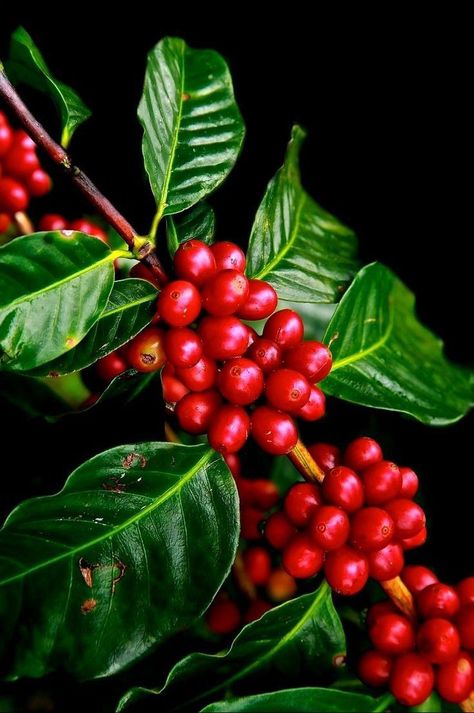 Coffee Tree Photography, Coffee Plant Painting, Coffee Plant Photography, Coffee Bean Plant, Coffee Beans Art, Coffee Berries, Coffee Bean Tree, Berries Photography, Coffee Berry