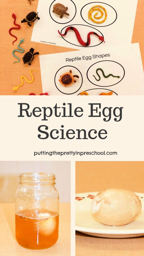 Turtle Science Activities, Reptile Science Activities, Reptile Science Experiment, Middle School Zoology, Reptile Projects For Preschool, Reptile Stem Activities, Reptile Activities For Kindergarten, Zoo Animal Science Preschool, Snake Stem Activities