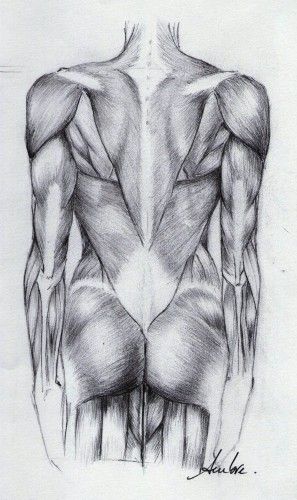 Les muscles du dos Human Muscle Anatomy, Muscle Art, Human Body Drawing, Muscle Anatomy, Anatomy Drawing, Body Drawing, Learn To Draw, Crayon, Muscles