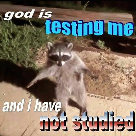 God Is Testing Me, Racoon Funny, Trash Meme, Raccoon Art, Twilight Funny, Pet Raccoon, Baby Raccoon, Cute Raccoon, Raccoon Funny