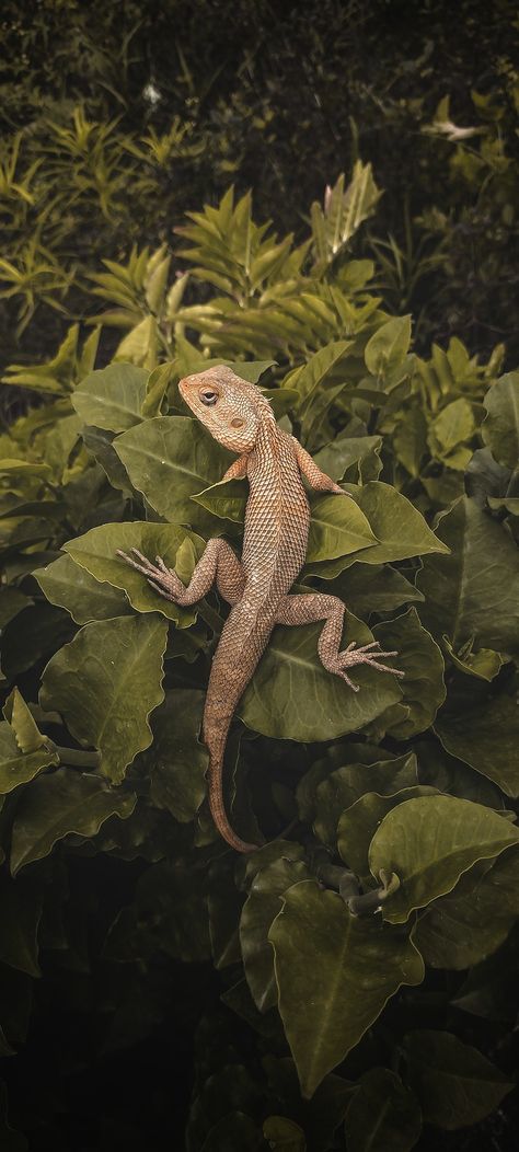 Lizard Aesthetic Dark, Cute Lizard Wallpaper, Reptiles Aesthetic, Lizards Aesthetic, Lizard Reference, Lizard Aesthetic, Australian Lizards, Annabelle Core, Reptile Wallpaper