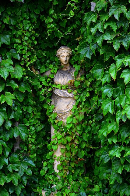 Statue lost in the vines at Belton House, Lincolnshire. Ivy House, Green Leaves, Ivy, Statue, Plants, Green