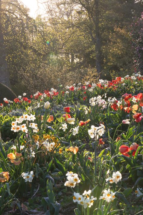 Forde Abbey and Gardens Abbey Core, Forde Abbey, Gardening Notes, Combermere Abbey, Woburn Abbey, English Houses, English Countryside, Floral Garden, Film Aesthetic