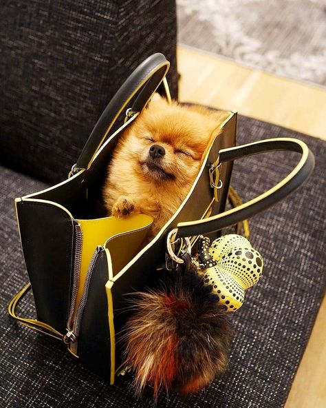 So adorable Companion Dog, Lap Dogs, Pomeranian Puppy, Tiny Dogs, Small Dog, Little Dogs, Big Dogs, Pom Poms, Puppy Love