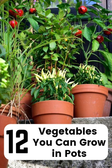 12 vegetables you can grow in pots or containers to extend your garden space or do gardening in small spaces like a patio. Gardens In Small Spaces, Small Pot Vegetable Garden, Gardening In Small Spaces Backyards, Best Veggies To Grow, Small Container Garden, Gardening In Pots, Gardening In Small Spaces, Veggies To Grow, Vegetables In Pots