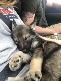 Big Dog Puppies, German Shepherd Puppy Aesthetic, Puppy Boy Aesthetic, German Shepherd Aesthetic, Baby German Shepherds, Sleeping Puppy, Puppy Boy, Gsd Puppy, German Shepherd Puppy