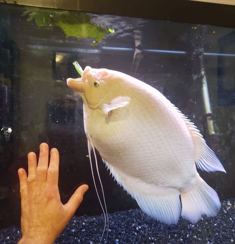 Giant Gourami Giant Gourami, Freshwater Aquarium Fish, Freshwater Aquarium, Aquarium Fish, Fresh Water, Fish Pet, Fish