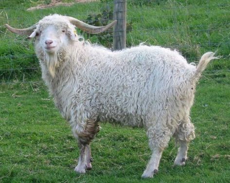 Pygora Goats, Types Of Goats, Modern Farming, Small Goat, Raising Farm Animals, Goat Care, Angora Goat, Sheep Shearing, Raising Goats