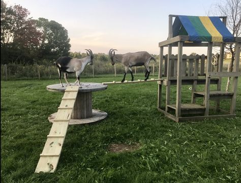 Our goats love this modified play set, wooden spool and planks. So much to climb on. Goat Hacks, Goat Enclosure, Goat Projects, Goat Pens, Pig Pens, Goat Ideas, Goat Playground, Homestead Lifestyle, Goat Pen