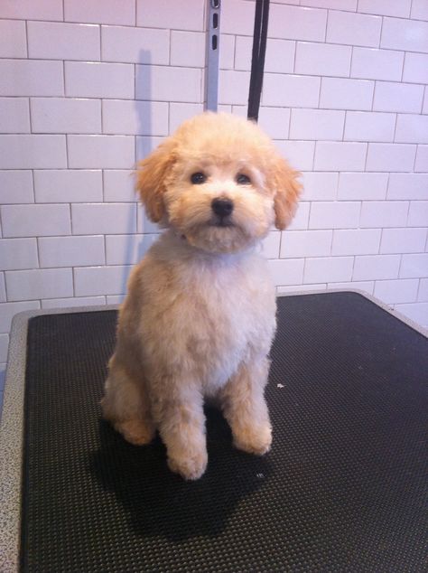 Teddy,  3 month old poodle puppy, first haircut, 0 comb over 30 blade, scissor face. Puppy Teddy Bear Haircut, Bichon Frise Poodle Haircut Styles, Fluffy Dog Haircut, Short Maltipoo Haircut, Teddy Bear Cut Maltipoo, Dog Teddy Bear Haircut, Bichpoo Haircut, Pomapoo Haircut Styles, Maltipoo Haircut Styles Teddy Bears