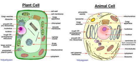 Cell Structure- The Structure and Function of cell Organelles - VidyaGyaan Animal Cell Parts, Plant Cell Organelles, Plant Cell Diagram, Cell Model Project, Plant Cell Structure, Plant Cell Model, Cell Diagram, Animal Cells, Cell Theory