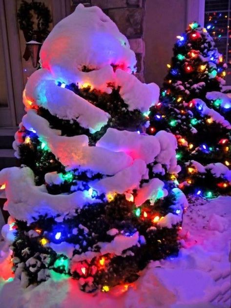 Lights On Trees, Rainbow Christmas Lights, Christmas Lights Aesthetic, Live Christmas Trees, Christmas Tree Pictures, Rainbow Christmas, Christmas Pics, Christmas Scenery, Rainbows Christmas