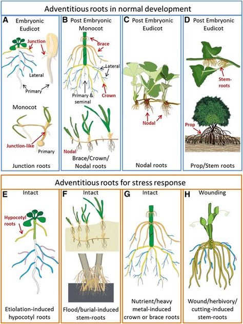 Adventitious roots have varied origins and functions, as illustrated by three case studies that highlight their physiology under flooding, nutrient deficiency, Plant Physiology, Genetic Variation, Nutrient Deficiency, Plant Cell, Root Growth, Root System, Plant Supports, Plant Roots, Stem Activities