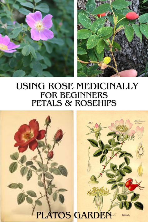 Rose and it’s incredibly impactful qualities are showcased in this weeks monograph blog. Take a look for yourself to see what incredible benefits Rose can have to your health and over all well being! https://www.platosgarden.ca/rose/ Link in bio to read my blog #blog #monograph #herbalism #rose #naturalhealing #healthy #plantmedicine #alternativehealing #herbs #plantsthatheal #herbalism #plantlife Rose Benefits, Naturalist Decor, Best Herbs To Grow, Herbs For Hair Growth, Growing Herbs Indoors, Herbs For Hair, Best Herbal Tea, Medicinal Herb, Herbal Plants