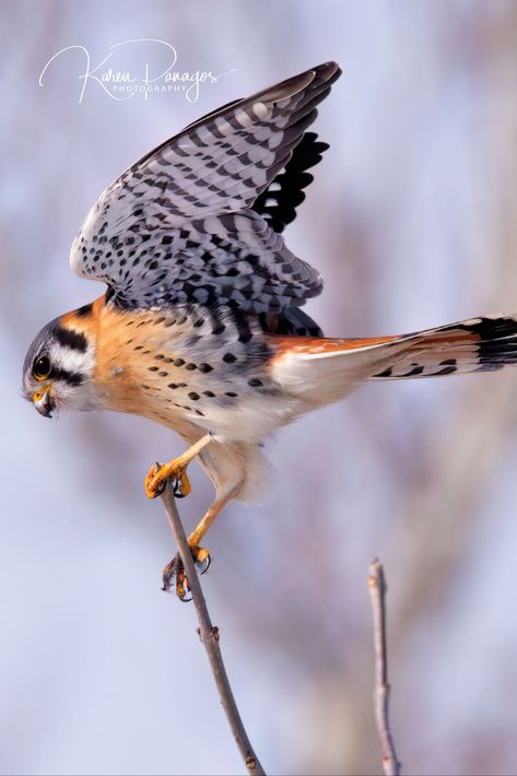 Suit Of Swords, American Kestrel, Animal Studies, Woodland Wall Art, Dragon Oc, Woodland Wall, Birds Feathers, Meaningful Love Quotes, Warrior Cat Oc