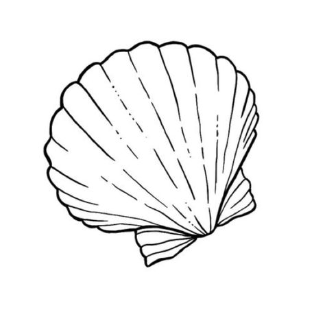 Sea Shell Outline, Shell Tattoo Stencil, Seashell Line Drawing, Shell Line Art, Shell Outline, Shell Template, Seashell Outline, Sea Shell Tattoo Design, Shell Drawing Simple