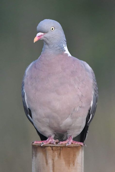 Neale Smith on X: "Wood Pigeon Bude Cornwall 〓〓 #wildlife #nature #lovebude #bude #Cornwall #Kernow #wildlifephotography #birdwatching #BirdsOfTwitter #TwitterNatureCommunity #WoodPigeon https://t.co/0p39mmZTUG" / X Bude Cornwall, Wood Pigeon, Wildlife Nature, Birdwatching, Colorful Birds, Bird Watching, Wildlife Photography, Pigeon, Cornwall