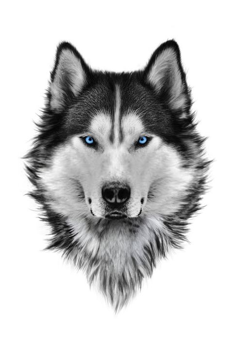 How to draw Simple face husky drawing #drawings #howtodraw #drawingideas Siberian Husky Blue Eyes, Wolf Face Tattoo, Husky Tattoo, Husky Drawing, Husky With Blue Eyes, Husky Faces, Eyes Portrait, Wolf Face, Cute Husky