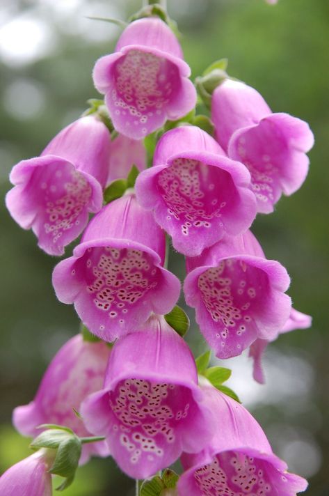 F is for Foxglove - A true beauty is always a little dangerous ;) but the buzzing bees truly love it. Unusual Flowers, Delphinium, All Flowers, Exotic Flowers, Flower Beauty, Beautiful Blooms, Flowers Nature, Flower Pictures, Love Flowers