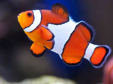 Comment élever un poisson-clown en aquarium d'eau de mer ? Avec quels poissons l'installer ? Clown Photos, Clown Fish, Paper Quilling, Sea Animals, Quiet Book, Fish Pet, Cute Animals, Fish, Illustrations