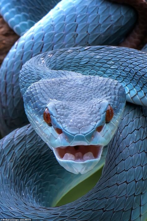 Blue Viper Snake, Snake And Apple, Blue Viper, Giant Anaconda, Snake Birthday, King Cobra Snake, Viper Snake, Snake Photos, Poisonous Snakes