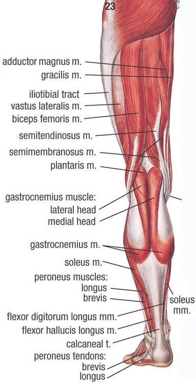 Leg Muscles Anatomy, Nurse Practioner, Leg Anatomy, Human Muscle Anatomy, Body Pics, Anatomy Studies, Sports Massage Therapy, Anatomy Physiology, Anatomy Models