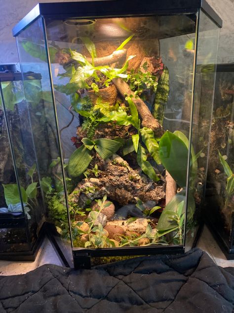 Made in April 2022 for Alice and Adelaide, my White’s. Whites Tree Frog Enclosure, Tree Frog Enclosure, Frog Paludarium, Frog Enclosure, Tree Frog Terrarium, Bioactive Vivarium, Indoor Rabbit Cage, Snake Cages, Tank Terrarium